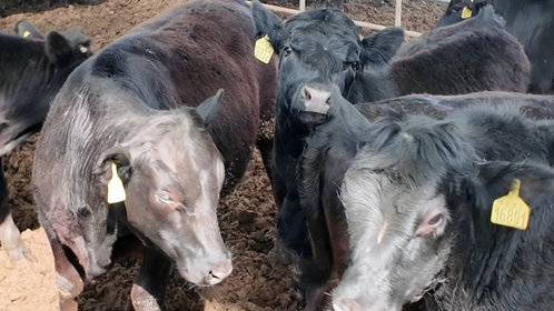 阳信“牛智谷”产业园,打造肉牛全产业链“黄金标准”